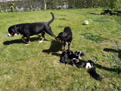 10Schweizer Sennenhundmischlinge freuen sich auf ihr neues Zuhaus