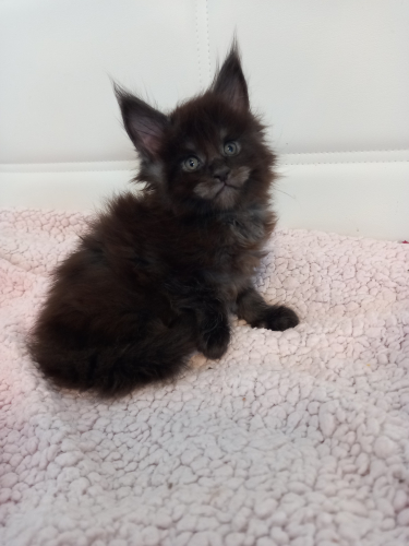 MaineCoon Kitten