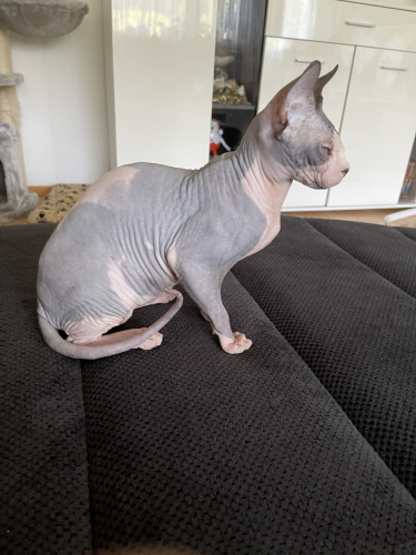 Canadian Sphynx Katze 