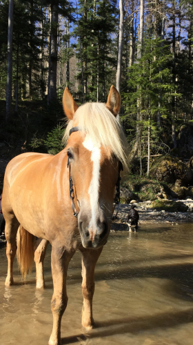 Biete Reitbeteiligung auf Haflinger