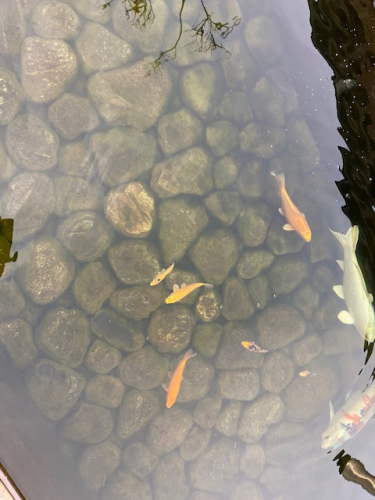 Koi Jungfische
