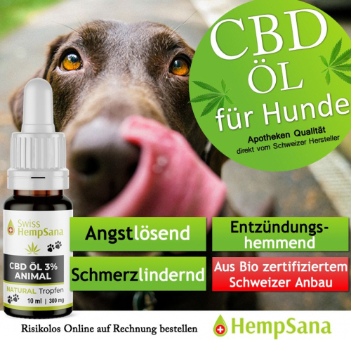 CBD gegen Ängste (beim Hund)