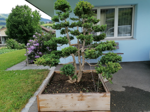 Bonsai