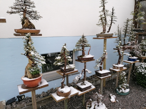 Bonsai Lärche