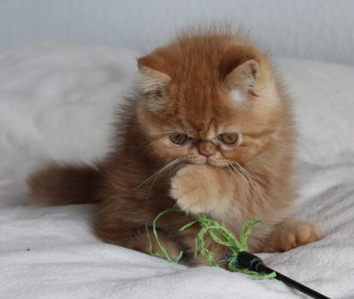 Exotic Kater rot