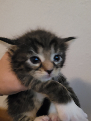 Reinrassige Maine Coon Kitten 