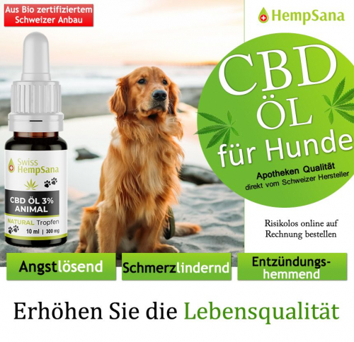 CBD bei Hunden, die Alternative für mehr Lebensqualität