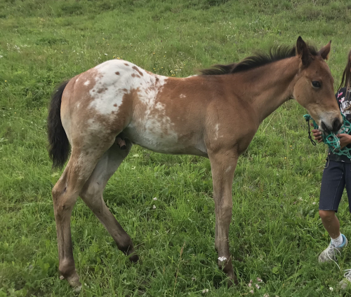 Appaloosa x Quarter Hengstfohlen