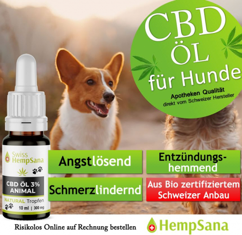 CBD – auch für Hunde eine gute Option