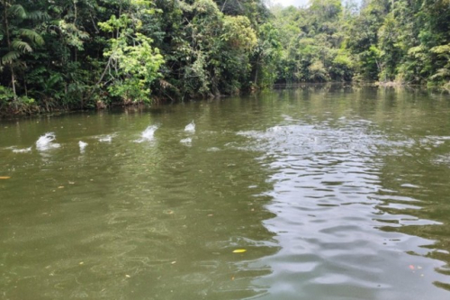 Brasilien 100 Ha grosse Tiefpreis-Früchtefarm mit kleinem See in