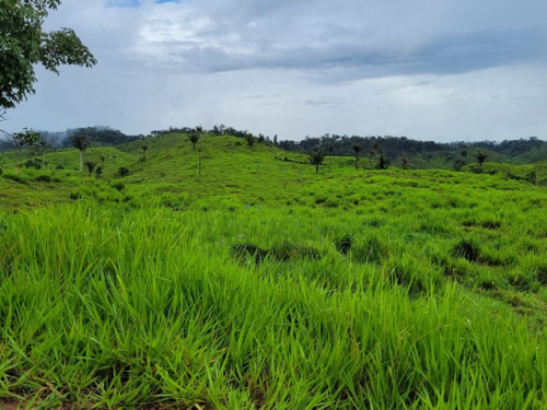 Brasilien 726 Ha Rinderzucht, Fazenda Region Santarem, Para