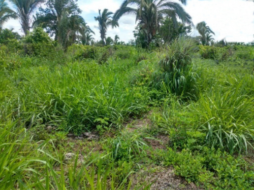 Brasilien 80 Ha Tiefpreis-Grundstück (Bauernhof) am See