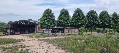 Brasilien 479 Ha grosse Früchtefarm in der Nähe von Manaus AM