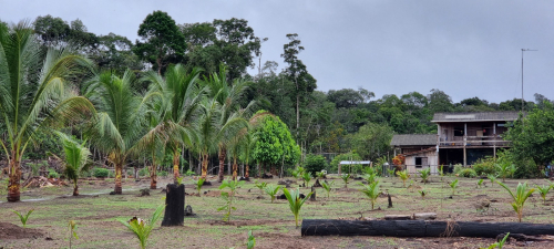 Brasilien 479 Ha grosse Früchtefarm in der Nähe von Manaus AM