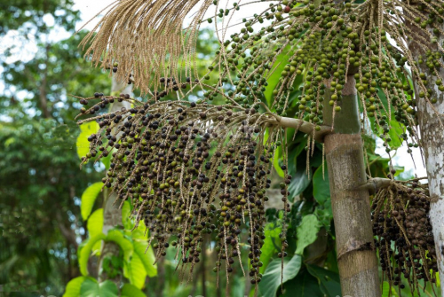 Brasilien Acai Palen - Farm Region Codajas - AM