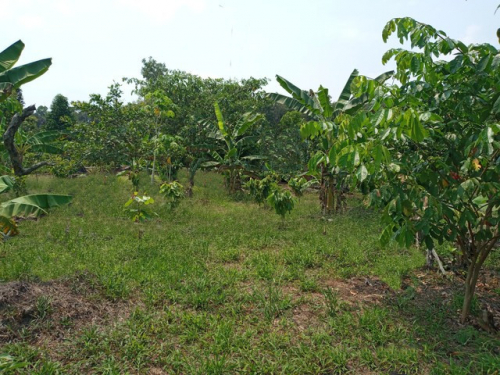  Brasilien 248 HA grosse Rinderfarm und Früchtefarm