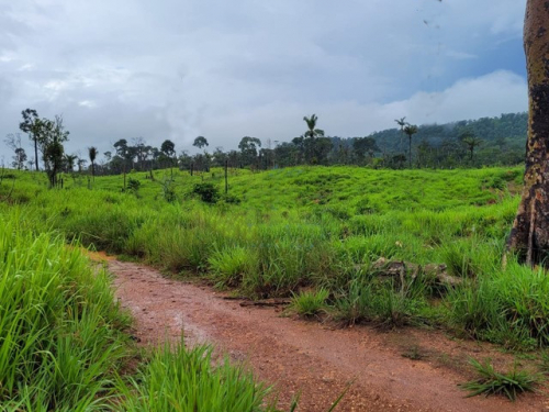 Brasilien 71.5 Ha Tiefpreis-Grundstück mit Fisch-Teich