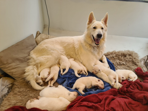 Weisse schweizer Schäfer, Berger Blanc Suisse Welpen