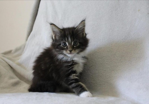 Magnifique Chaton Maine coon femelle à donner