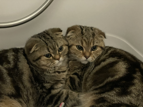 2 Scottish Fold Katzen