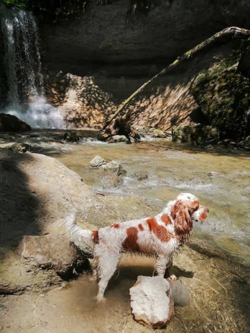 Dogwalking und Hundebetreuung