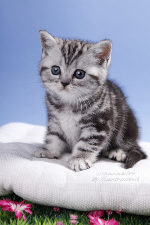 Wunderschöne BRITISCH KURZHAAR KITTEN SILBER TABBY/WHISKAS