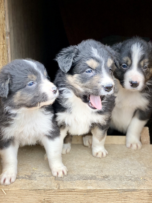 Border Collie Welpen