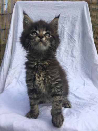 Maine Coon Kittens