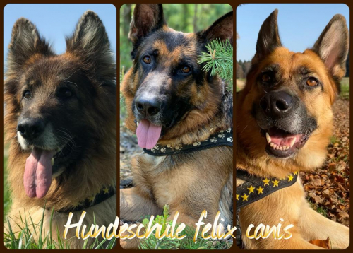 Hundeschule felix canis (Hundeverhaltensberatung)