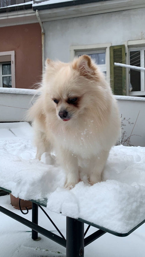 Zwergspitz / Pomeranian