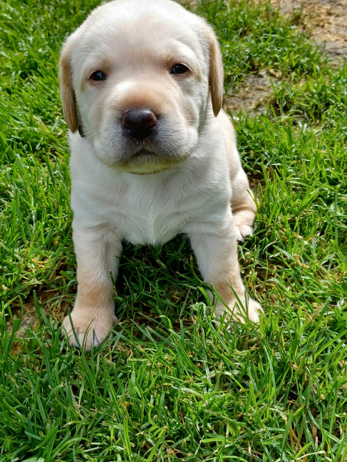 Reinrassige Labradorwelpen