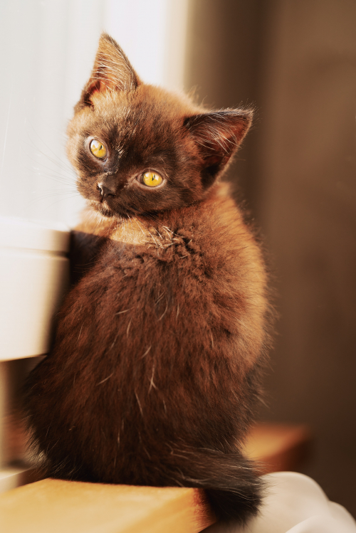 Britisch Longhair Shorthair Kitten