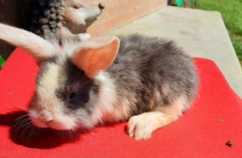 Süsse Zergkaninchen