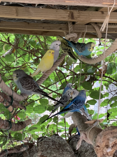 Nestjunge Wellensittiche in verschiedenen Farben 