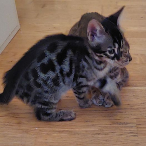 ein Bengal Mädchen und 2 Bengalkater Kitten