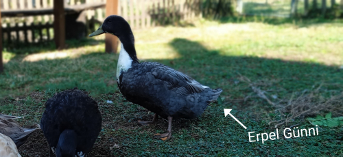 Günni und seine Enten Damen