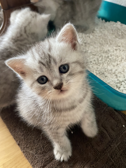 British Shorthair Kitten zu verkaufen 