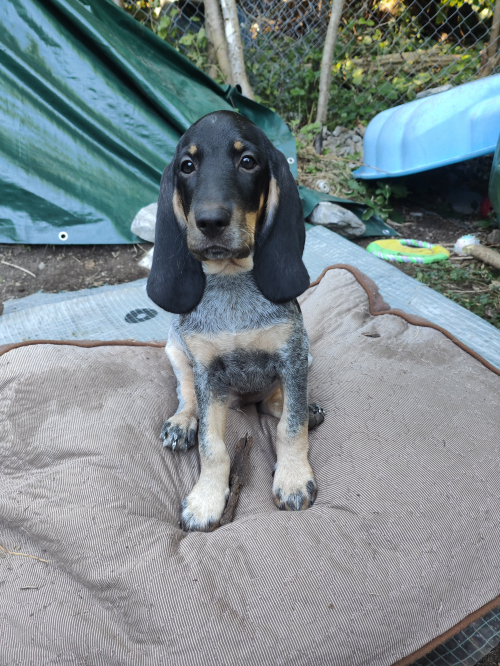 Schweizer Niederlaufhunde ( papierlos)