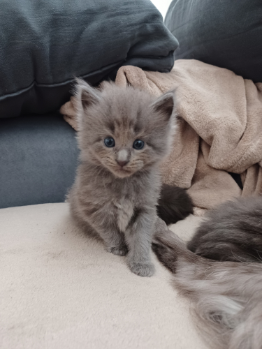 Maine Coon Kitten