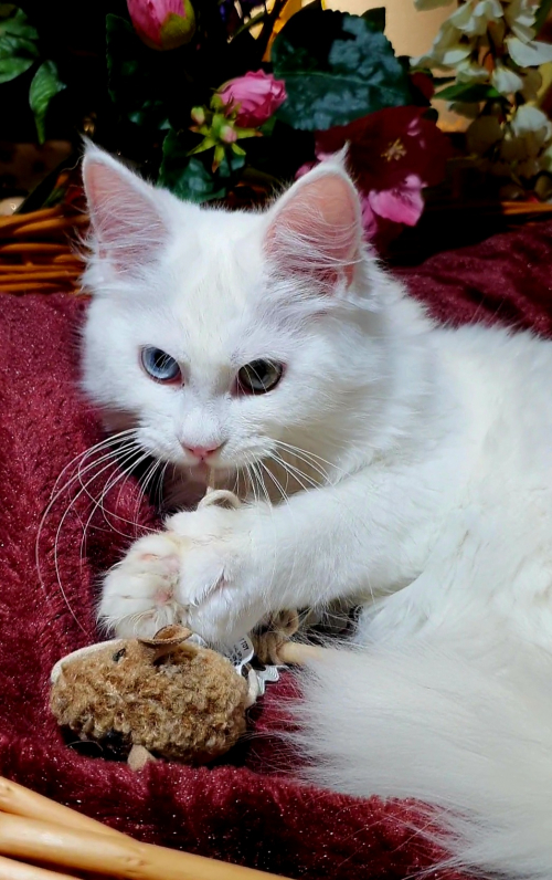 Weisse Angora Katzen