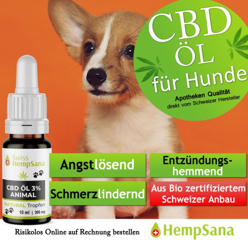 CBD gegen Schmerzen bei Hunden