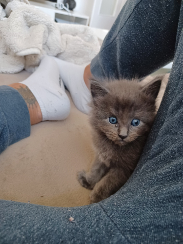 Main Coon Kitten