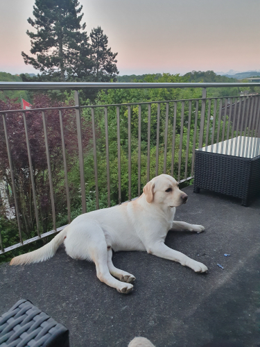 Deckrüde Labrador mit Ahnentafel / kein Verkauf