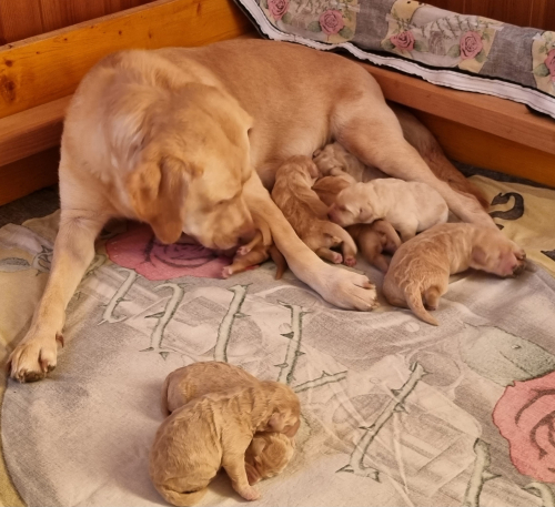 LABRADOODLE von der Goldbach Ranch