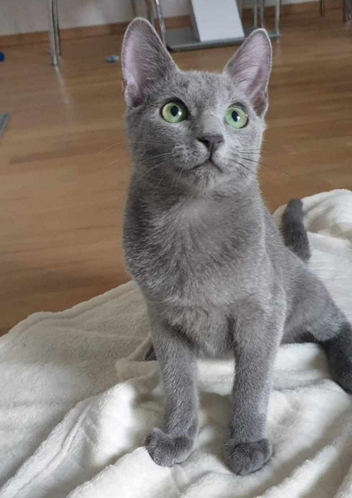 Russisch blau Katze kitten