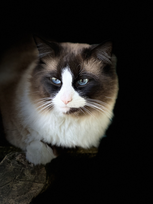 Wunderschöner Ragdoll Deckkater