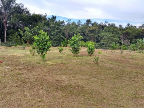 Brasilien 60 Ha Früchtefarm Presidente Figueiredo Am