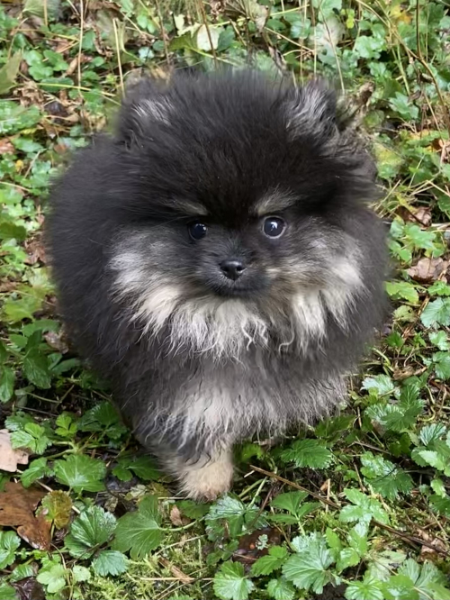 Toller Pomeranian / Zwergspitz Welpe