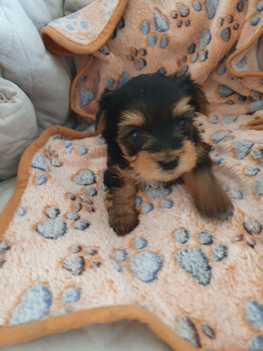 Mini Yorkshire Terrier 