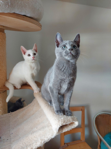 Kitten russisch blai und russisch weiss reinrassig mit Stammbaum.